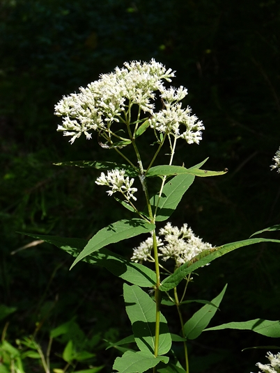 {Eupatorium sessilifolium}